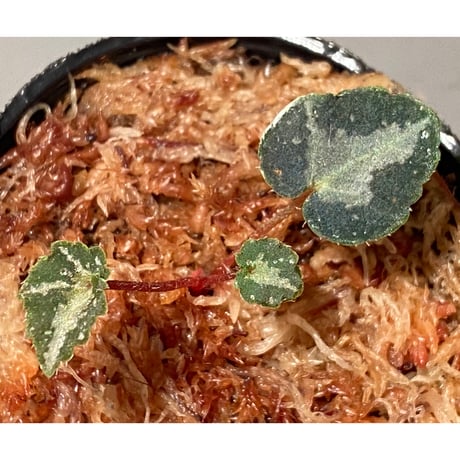 Begonia sp. from Lang Son [YH1219] TK
