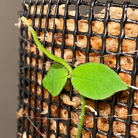 Ficus sp. from Trat Thailand
