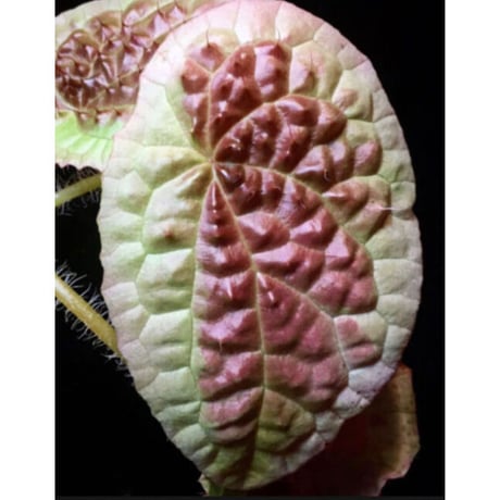 Begonia susaniae