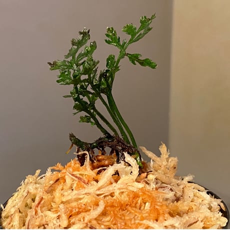 Bolbitis heteroclita cuspidata