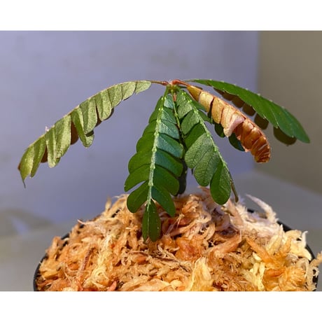 Biophytum cf. sensitivum [LA]