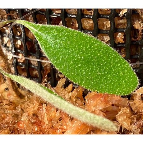 Pyrrosia nummularifolia from Santa Fe Luzon Philippines [KSB]