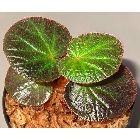 Begonia sp. from Manaus