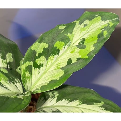 Aglaonema pictum  "メサイア" GW1507 from Padang sidempuan [TB]