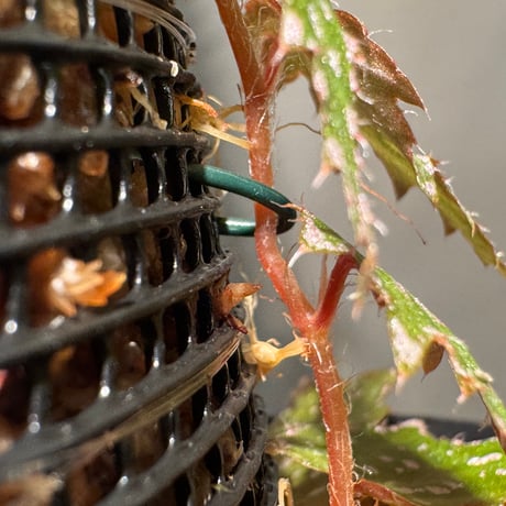Begonia sp. from Luzon Aurora Philippines 標高500m付近　[KSB]