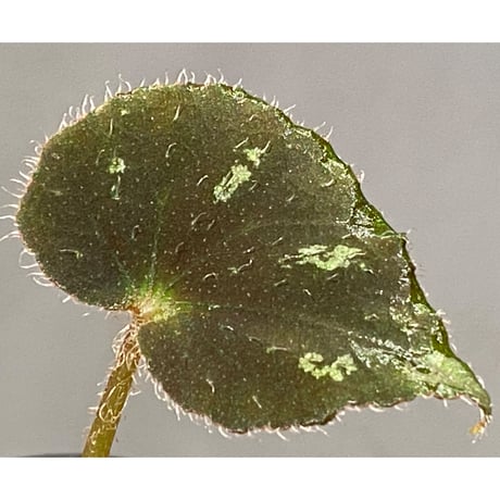 Begonia sp. from Cao Bang [YH251019] TK