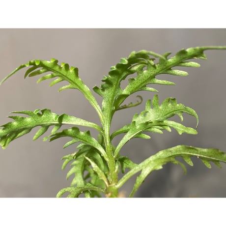 Labisia sp. "Serawai" Kalimantan barat [TB]