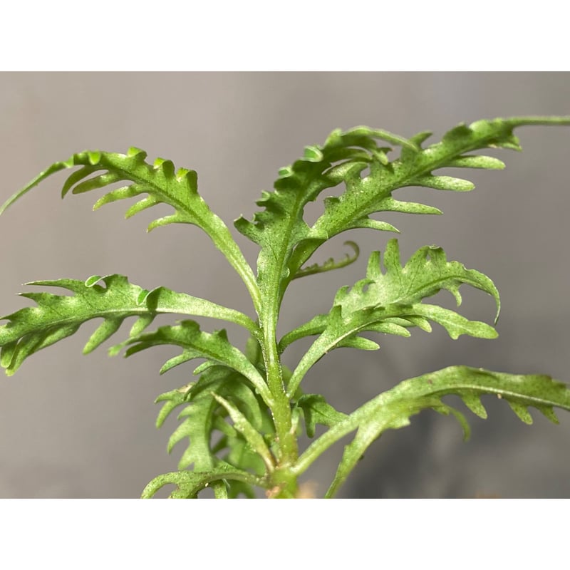 Bidayuha Crassispatha Kalimantan Barat中株 Labisia sp. 