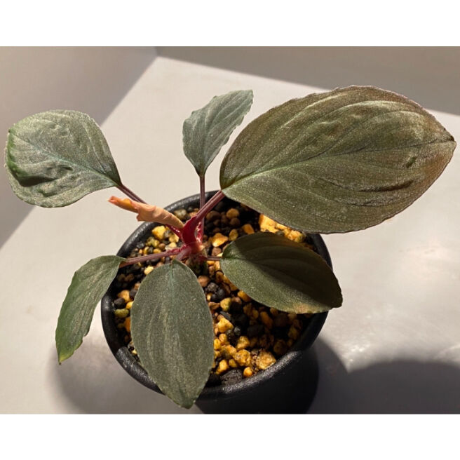 Homalomena sp. Sabah-2 [R1217-01c] | M・R・G・R