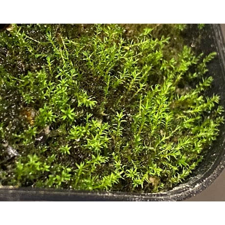 Trichomanes sp. from Iquitos Peru [tanakay]