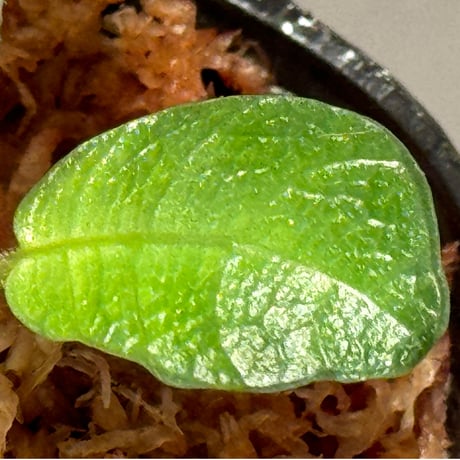Ophiorrhiza sp. from Sanggau