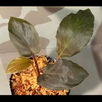 Homalomena sp. "Deep Purple" JKT from Pulau Nias [AZ0215-1]