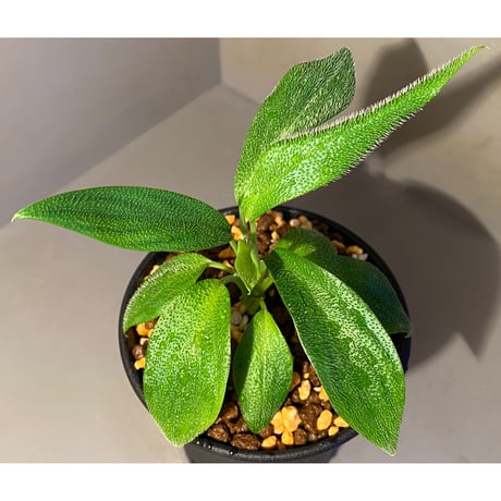 Homalomena hasei "狐尾" from Aceh sumatera [LA0616-04]
