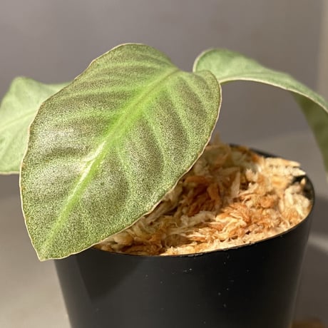Ardisia sp. from Matang [TK160716]