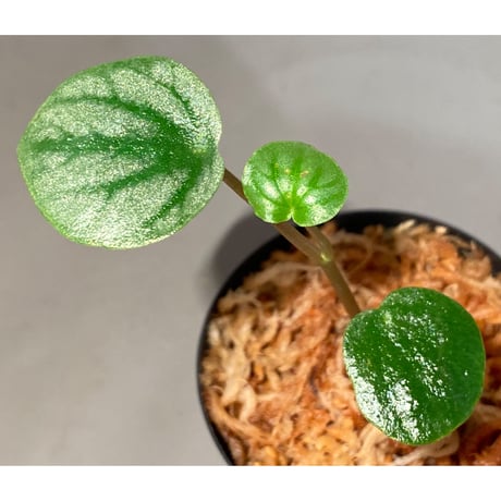 Peperomia sp. from Colombia [tanakay]