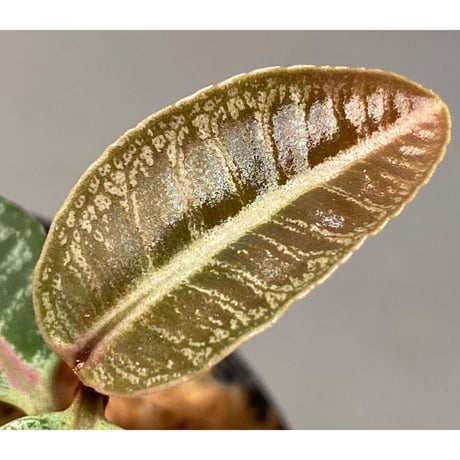Labisia sp. from Riau