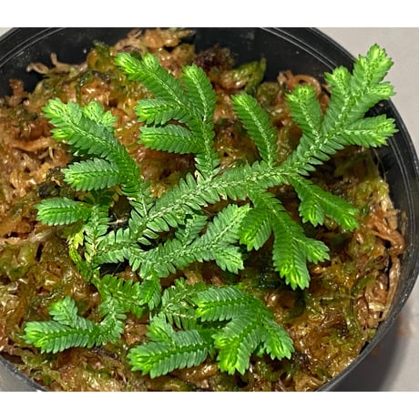 Selaginella biformis [STRINGE PLANTS]