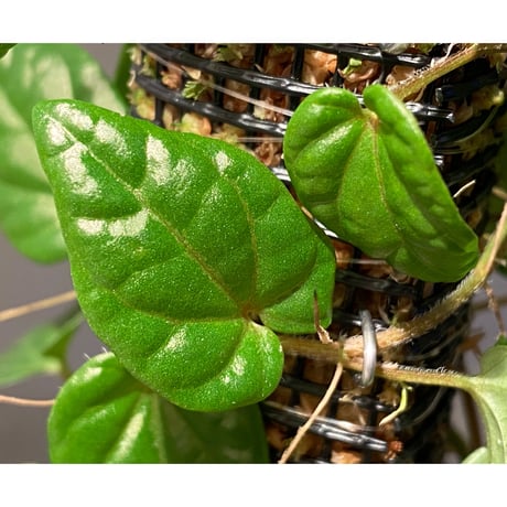 Piper sp. from Borneo