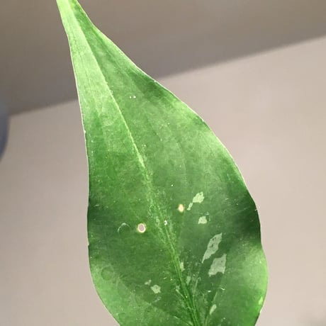 Aglaonema pictum from Sumatera A2 [TK070918] タグ付き