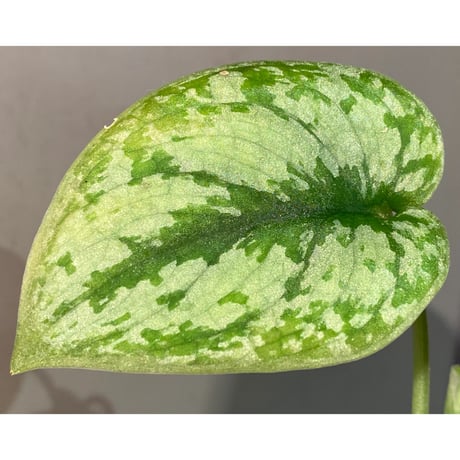 Scindapsus pictus "Padang" from Sumatra barat [TB]