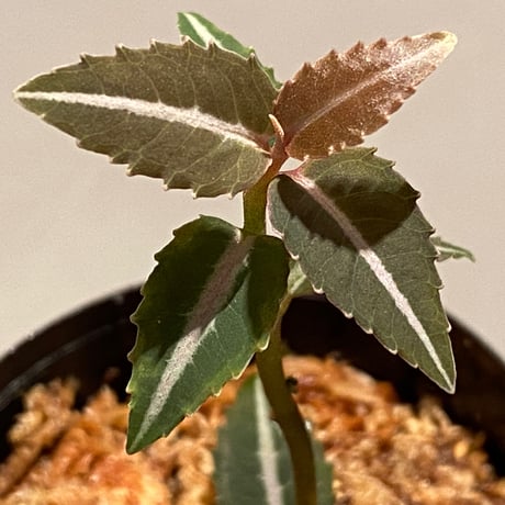 Labisia sp. from Kapuas hulu Kalimantan barat