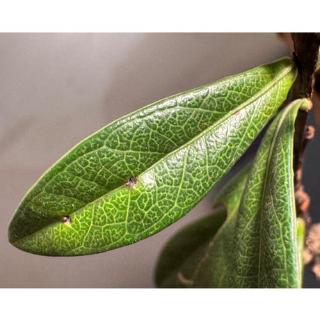 Agapetes cf. malipoensis from Sin Ho, Lai Chau Vietnam ②