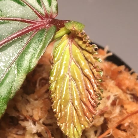 Begonia sp. from Sarawak