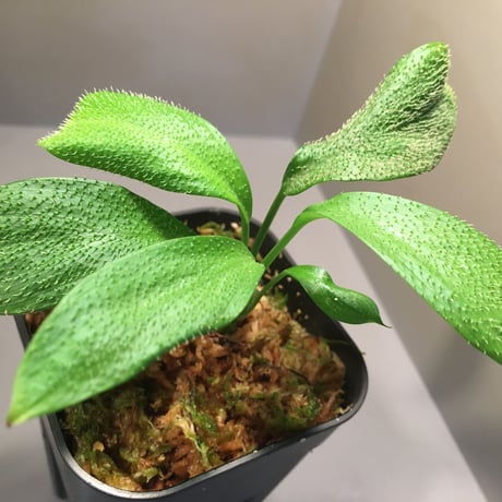 Homalomena hasei "狐尾" from Aceh sumatera [LA0616-04]