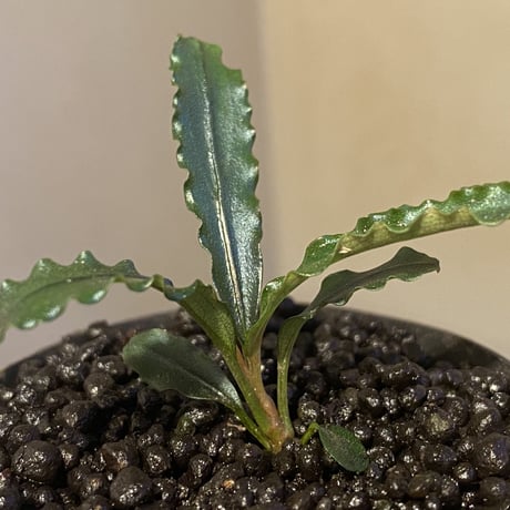 Bucephalandra sp. "MEDUSA"