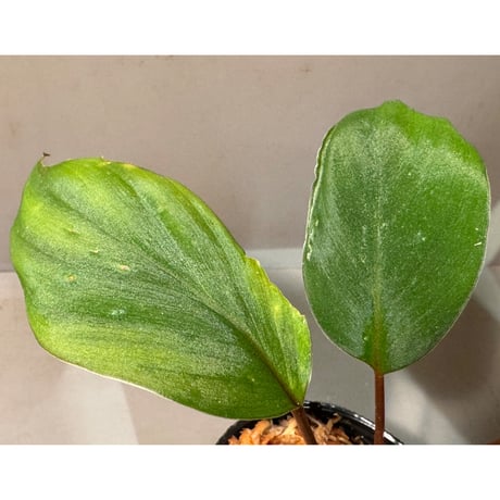 Homalomena sp. #8 from Sekadau [LA2013年] GN販売株