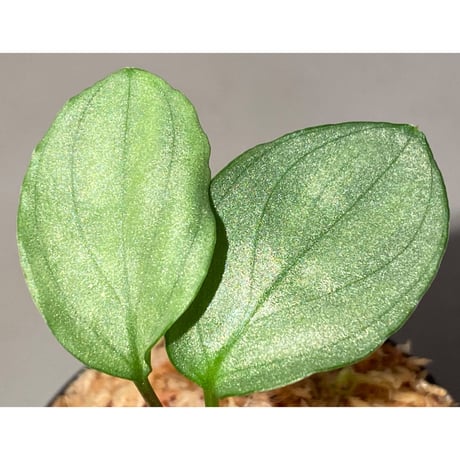 Homalomena sp. "Shirogane" SGR from Pulau Linga [HW1017-XX] ①