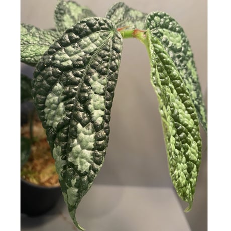 Elatostema sp. (Sri Lanka) ?