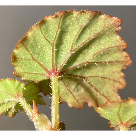 Begonia sp. from North Toraja [S0919-02] 伊藤蟻植物農園