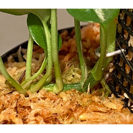 Philodendron sp. from Venezuela [tanakay]