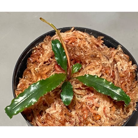 スキスマトグロッテイス | STORES