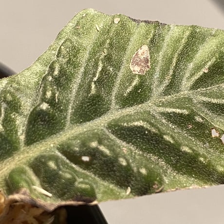 Gesneriaceae sp. from West Kalimantan