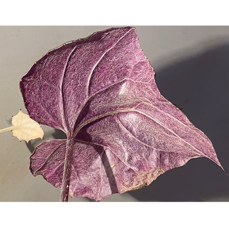 不明種 from Cao Bang VIETNAM [R1217-02]