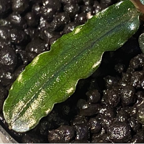 Bucephalandra sp. "MEDUSA"