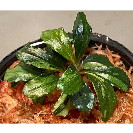 Bucephalandra sp. "Variegata"
