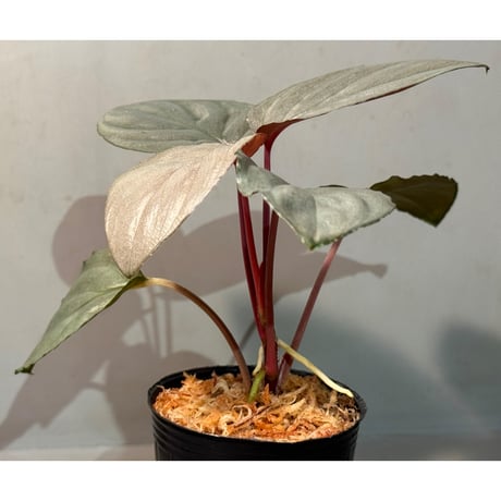 Homalomena sp. "Ultron Prime" from Riau Sumatera