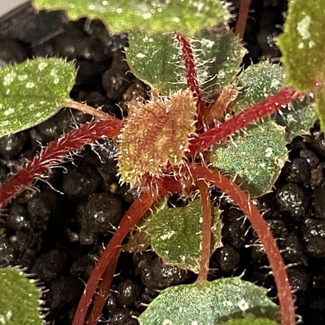 Begonia sp. from Cao Bang [YH050519] TK