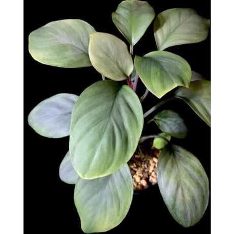 Homalomena sp. Aceh Silver from Aceh sumatera [LA0613-00]