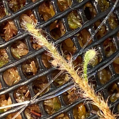 Pyrrosia nummularifolia from Santa Fe Luzon Philippines [KSB]
