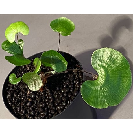 Adiantum reniforme