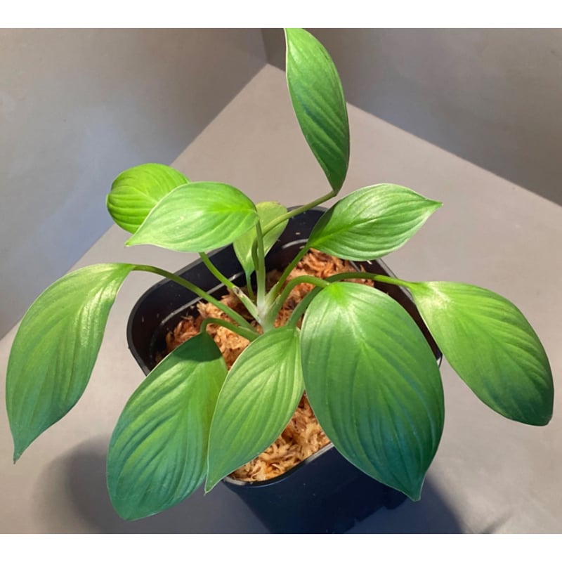 Homalomena sp. from Kuala Balah [TK270316] | M・