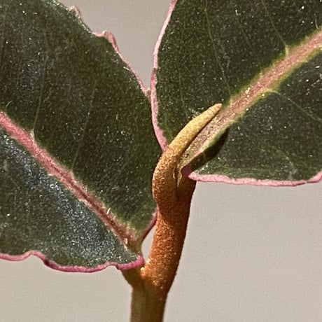 Labisia pumila from Miri