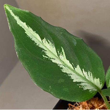 Aglaonema pictum "メサイア" GW1507 from Padang sidempuan [TB]