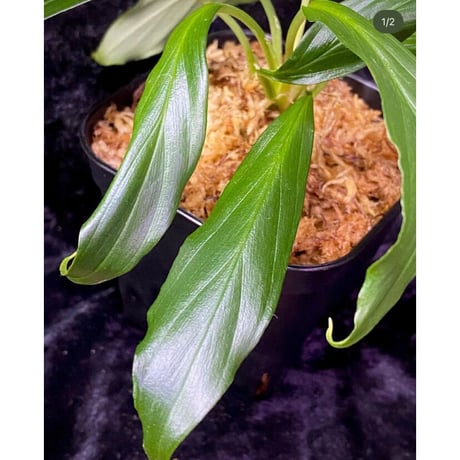 Homalomena sp. "Selawai" Sintang Kalimantan barat [TB]