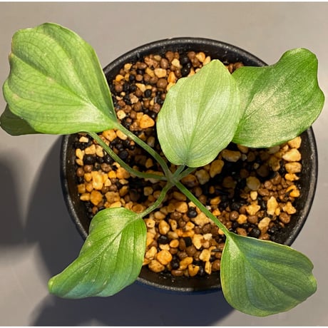 Homalomena sp. from Medan