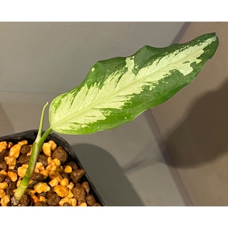 Aglaonema pictum A しるば〜らいん from Aceh sumatera [LA0217-04]